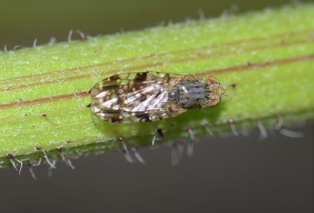 Diptera Sciomyzidae ?  No, Tephritidae: Tephritis sp.